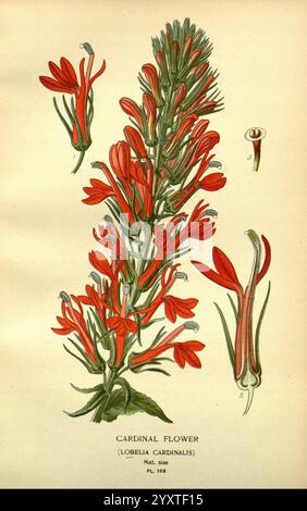 Fleurs préférées de jardin et serre Londres et New York Frederick Warne & Co. 1896-97 France 19ème siècle Icônes floriculture Chromolithographie Lobelia Cardinalis plantes ornementales, l'illustration met en valeur la fleur cardinale, scientifiquement connue sous le nom de Lobelia cardinalis. Cette plante frappante présente de hautes pointes ornées de fleurs tubulaires rouges éclatantes, caractérisées par leurs pétales allongés qui s'évasent vers l'extérieur. La représentation détaillée comprend à la fois la structure fleurie et les fleurs individuelles, soulignant leur forme et leur couleur uniques. En outre, il y a une vue rapprochée du f Banque D'Images