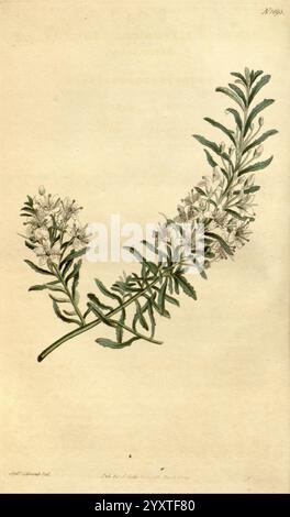 Curtis's Botanical Magazine London New York Botanical illustration botanique périodiques œuvres picturales plantes ornementales Curtis Sydenham Teast Edwards Myoporum parvifolium Slender Myoporum Afrique du Sud, Une illustration botanique gracieusement rendue présente une branche élancée ornée de délicates grappes de fleurs blanches. Chaque fleur présente cinq pétales, rayonnant symétriquement autour d'un point central, complétés par des sépales verts subtils. Les feuilles sont allongées et plumeuses, créant un contraste doux avec l'arrangement floral. Les détails complexes soulignent les textures fines des deux fo Banque D'Images