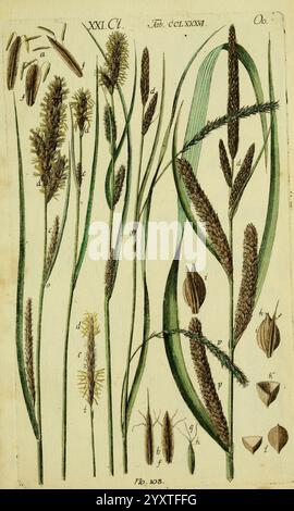 Beschreibung und Abbildung der theils bekannten, theils noch nicht beschriebenen Arten von Riedgräsern, Wittenberg, 1801-1806, Carex, Cyperaceae, L'illustration présente une variété d'herbes, méticuleusement étiquetées et catégorisées. Chaque spécimen est détaillé avec des annotations indiquant différentes parties telles que les épillets, les fleurs et les feuilles. L'illustration comprend à la fois les tiges complètes de l'herbe ainsi que des vues rapprochées de leurs composantes reproductives, permettant une compréhension complète de leur structure. Les diverses formes et textures du feuillage soulignent les caractéristiques uniques Banque D'Images