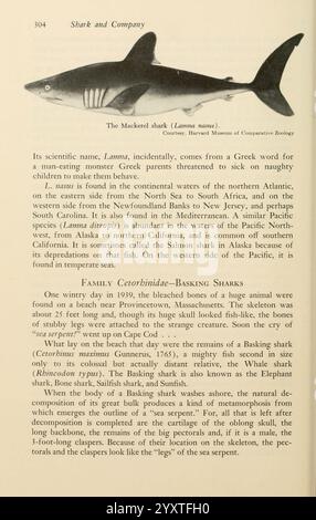 Ombres, dans, la, mer, Philadelphie, Chilton, Books, 1963, Shark, Woodshole, taupe commune, Chondrichthyes, maquereau, requin, Lamniformes, le texte présente une illustration d'un requin maquereau, en particulier le Lamna nasus, accompagnée d'une description scientifique. Il traite des caractéristiques, de l'habitat et du comportement du requin, soulignant sa présence dans divers endroits de l'Atlantique Nord au Pacifique Nord. L'entrée note l'importance du requin au sein de la famille des Carcharhinidae et mentionne également une anecdote historique de 1939 concernant sa relation avec les pêcheurs et les écologi Banque D'Images