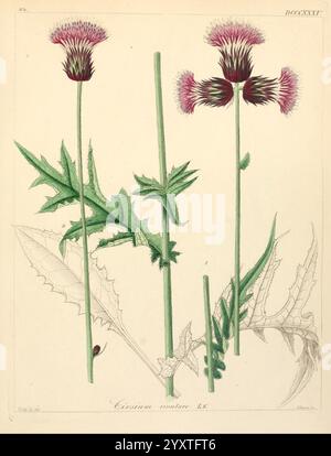 Icones florae Germanicae et Helveticae, simul Pedemontanae, Tirolensis, Istriacae, Dalmaticae, Austriacae, Hungaricae, Transylvanicae, Moravicae, Borussicae, Holsaticae, Belgicae, Hollandicae, ergo Mediae Europae. Lipsiae, F. Hofmeister 1834-1912. [v. 1, 1850], Europe, oeuvres picturales, plantes,, L'illustration montre deux plantes de chardon frappantes, caractérisées par leurs tiges hautes et minces et leurs feuilles épaisses. Chaque plante culmine dans un groupe de têtes de fleurs violettes vibrantes, présentant un arrangement circulaire proéminent de pétales densément tassés. Les feuilles sont profondément lobées et dentelées, exhibitine Banque D'Images