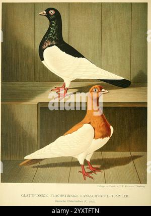 Illustré, Mustertauben-Buch, Hamburg, Druck und Verlag von J.F. Richter, [1884-1886], pigeons, anatomie, variation, œuvres picturales, l'illustration présente deux races distinctes de pigeons domestiqués. L'oiseau au premier plan présente une combinaison frappante d'un riche corps marron associé à une queue blanche, soulignant sa forme élégante. Ses plumes présentent une texture lisse et brillante qui ajoute à son attrait visuel. En revanche, l'oiseau derrière lui présente un corps à prédominance blanche avec une tête et un cou noirs frappants, créant une apparence audacieuse et accrocheuse. Les deux pigeons se tiennent debout Banque D'Images