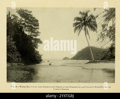 Arcturus, aventure, New York, 1926, Arcturus, navire, Cocos, île, Costa, Rica, description, et, voyage, Galapagos, îles, marines, animaux, scientifiques, expéditions, bois, trou, Wafer, Bay, Cocos, Nucifera, Une scène côtière sereine avec un rivage bordé de palmiers qui se courbe doucement le long du bord de l'eau. De grands palmiers s'élèvent au-dessus, leurs frondes se balançant légèrement dans la brise. Au premier plan, l'eau calme reflète le feuillage environnant, créant une atmosphère tranquille. Le paysage est ponctué de verdure luxuriante, suggérant un environnement tropical. Ce cadre idyllique transmet un sen Banque D'Images