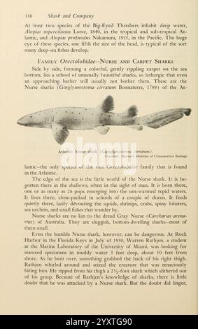 Shadows in the Sea Philadelphia, Chilton Books [1963], Shark, Woodshole, requin infirmier, Chondrichthyes, Ginglymostoma cirratum, le texte traite de deux espèces de grands batteurs trouvés dans les eaux profondes, avec des détails sur les requins-nourrissons. Il met en évidence leur apparence, leur comportement et l'environnement qu'ils habitent. Les requins-nourrissons, en particulier le requin-nourrisson de l'Atlantique, sont décrits en relation avec leur classification dans la famille des Orectolobidae. On y mentionne leur préférence en matière d’habitat, leur taille typique, leurs habitudes alimentaires et l’importance écologique de ces espèces. L'extrait Banque D'Images