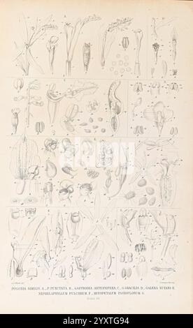 Collection des orchidées les plus remarquables de l'archipel indien et du Japon, Amsterdam, C. G. Sulpke, 1858, Japan, archipel malais, Orchidaceae, œuvres picturales., Une collection d'illustrations botaniques détaillées présentant diverses structures végétales, y compris des fleurs, des feuilles et des formations de graines. La disposition comprend plusieurs panneaux, chacun représentant des espèces végétales distinctes et leurs parties reproductrices, avec des étiquettes identifiant les caractéristiques spécifiques. Le dessin au trait complexe capture les caractéristiques uniques de chaque spécimen, soulignant la diversité de l'anatomie végétale. Les illustrations servent Banque D'Images