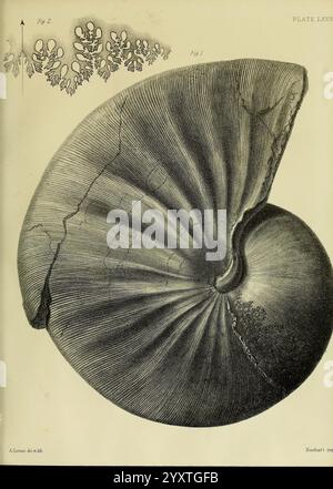 Monographie sur les Lias Ammonites of the British Islands London, imprimée pour la Palaeontographic Society, 1878-86. Ammonoidea, Grande-Bretagne, Jurassique, Paléontologie, Une illustration détaillée d'une coquille, mettant en valeur ses spirales et ses crêtes complexes. La surface lisse de la coque contraste avec des lignes distinctes qui mettent en valeur sa texture naturelle. Au-dessus de l'illustration principale, il y a de plus petits croquis d'éléments floraux, représentant peut-être une étude botanique pertinente pour l'environnement de la coquille. La combinaison de la vie marine et végétale souligne l'interdépendance des écosystèmes. La composition globale Banque D'Images