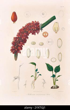 Icones Aroidearum, Vindobonae, 1857, Araceae, oeuvres picturales, aroïdes, Anthurium crassinervium, l'illustration présente différentes étapes et aspects de la plante *Asclepias curassavica*, communément connue sous le nom de fleur de sang ou d'aspiade. Au sommet, un amas vibrant de fleurs tubulaires rouges est bien visible, illustrant leur forme et leur disposition caractéristiques. Sous les fleurs, une coupe transversale détaillée révèle la structure des gousses de graines, mettant en évidence leurs caractéristiques uniques et leur morphologie intérieure. Autour de la représentation de fleur centrale sont des dessins supplémentaires qui détaillent la plante Banque D'Images