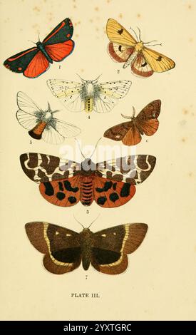 The common of England Glasgow, Manchester, and New York, George Routledge and sons, [1870], Angleterre, œuvres picturales, Euchelia jacobeae, Euthemonia russula, Chelonia caja, Spilosoma menthastri, Liparis chrysorrhoea, Orgyia antiqua, Lasiocampa quercus, teigne du cinabre, buff nuageux, teigne du tigre, grosse hermine, papillon à queue brune, vaporisateur, oeuf de chêne., Une collection de papillons et de papillons de nuit richement illustrés, présentant une variété d'espèces. La rangée supérieure présente un papillon rouge et noir frappant, ainsi que plusieurs autres affichant des motifs délicats et des couleurs douces. La section centrale comprend Banque D'Images