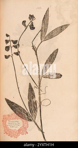 Flora Berolinensis, Berlin, Die Schule, 1757-1758, Lathyrus latifolius, Berlin, botanique, Allemagne, estampes de la nature, œuvres picturales, plantes, spécimens., l'image présente une illustration botanique mettant en valeur une tige de plante mince ornée de feuilles délicates et allongées. Le long de la tige, il y a plusieurs fleurs groupées qui présentent une forme et une structure uniques. Une fleur, située près de la base, semble être dans une vue plus détaillée, soulignant ses caractéristiques complexes. L'illustration est complétée par un emblème décoratif dans le coin inférieur gauche, qui comprend un texte manuscrit indiquant le Banque D'Images