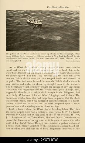 Shadows in the Sea, Philadelphie, Chilton Books [1963], Shark, Whale Shark, Woods Hole, Chondrichthyes, Rhincodon typus, la page présente un compte rendu détaillé du comportement du requin baleine et de son interaction avec les activités humaines. Il met en évidence une scène où un individu est vu mener des recherches ou de l'exploration sur un petit bateau dans l'océan. Le texte traite des habitudes alimentaires du requin-baleine, soulignant la façon dont il consomme de l'eau et des petits poissons tout en assurant sa survie. En outre, il touche aux découvertes passées liées à cette créature majestueuse, illustrant la signification de la continuation Banque D'Images