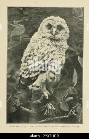 Wild, Wings, Boston, Houghton, Mifflin & Company [c1905], oiseaux, photographie d'oiseaux, Un jeune hibou barbu perché sur une branche, mettant en valeur son aspect tufté distinct et ses yeux larges et curieux. Les plumes tachetées et douces du hibou se marient harmonieusement avec l’environnement naturel environnant, soulignant sa jeunesse. Quelques feuilles et brindilles encadrent la scène, faisant allusion à l'habitat où cette chouette est susceptible d'être trouvée. La légende indique que ce jeune hibou provient d'un creux de nidification, renforçant ainsi son lien avec les aspects protecteurs et nourrissants de son habitat. Banque D'Images