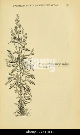 A Manual of Vemonous plants Cedar Rapids, IA, The Torch Press, 1910-11, États-Unis, plantes toxiques, le jardin botanique de New York, une illustration d'Aconitum napellus, communément appelé monkshood ou wolfsbane, représentant sa tige haute et mince ornée de fleurs bleues distinctes en forme de capuche. La plante est connue pour sa toxicité, toutes les parties contenant des alcaloïdes qui peuvent être nocifs en cas d'ingestion. Le dessin détaillé capture les caractéristiques botaniques, y compris les feuilles dentelées et la disposition des fleurs, contribuant à son identification au sein de la famille des Ranunculaceae. Anno Banque D'Images