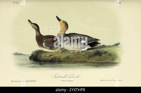 The Birds of America, New York, G.R. Lockwood, 1871, c1839, oiseaux, Amérique du Nord, œuvres picturales, Une représentation magnifiquement illustrée de deux canards, mettant en valeur leurs traits distinctifs et leur élégance naturelle. Le mâle, présentant un plumage saisissant avec un mélange de tons bruns et gris, se tient bien aux côtés de la femelle, dont la coloration plus subtile offre un contraste gracieux. Les deux oiseaux sont placés sur un fond serein d'eau et de feuillage mou, mettant en valeur leur habitat. Les détails complexes dans leurs plumes et les ondulations douces dans l'eau ajoutent à la sensation de tranquillité et le b. Banque D'Images