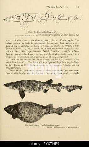 Ombres dans la mer Philadelphie, Chilton Books [1963] Shark Woods Hole Raigfish chondrichthyes Catshark chaîne de Raigfish chaîne de Raigfish Caiphaloscyllium ventriosum Scyliorhinus retifer, Une illustration détaillée mettant en vedette diverses espèces de requins, mettant en vedette la chaîne Raigfish et le requin houle. Le texte fournit un aperçu de leurs caractéristiques et de leurs habitats. L'aiguillat commun, connu scientifiquement sous le nom de retifer de Squalinus, est mis en évidence pour son motif unique et ses attributs physiques notables, tandis que le requin houle, catégorisé comme Cephaloscyllium ventriosum, est mentionné pour i. Banque D'Images