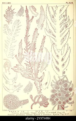 Icones d'algues japonaises, Tokyo, Kazamashobo 1907-1942, algues, botanique, Japon, œuvres picturales, Ptilota pectinata, l'illustration présente une variété de fougères et leurs détails complexes, étiquetés avec des références numériques. Chaque spécimen présente des caractéristiques uniques, telles que la forme et la structure des frondes, mettant en évidence la diversité au sein de la famille des fougères. L'arrangement comprend à la fois des fougères entières et des vues rapprochées des structures reproductrices, soulignant la complexité de leur cycle de vie. Le diagramme sert de référence botanique, fournissant des informations essentielles pour l'étude de ces plantes Banque D'Images