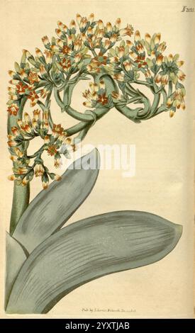 Curtis's Botanical Magazine Londres New York illustration botanique botanique périodiques œuvres picturales plantes ornementales Curtis Crassula falcata taxonomie : Family= Crassulaceae Afrique du Sud, Une illustration botanique présente un groupe de fleurs délicates, chacune ornée de pétales complexes qui mélangent des nuances subtiles de crème et d'orange. Les fleurs émergent d'une tige robuste et verte, gracieusement courbée comme elle soutient les fleurs. Sous l'arrangement floral, de larges feuilles lisses s'étendent vers l'extérieur, affichant un ton vert doux et doux. La composition souligne la beauté naturelle et la complexité du p Banque D'Images