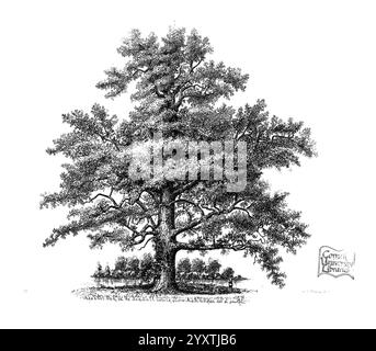 The Trees of America, Boston, W. White [1855-58], arbres, États-Unis, un grand arbre aux détails complexes se dresse en évidence, mettant en valeur ses branches tentaculaires et son feuillage dense. L'illustration capture la texture de l'écorce et des feuilles délicates, créant une sensation de profondeur et de réalisme. En arrière-plan, il semble y avoir une structure lointaine, peut-être un bâtiment ou une tour, subtilement intégrée dans le paysage. La composition globale reflète un environnement naturel serein, évoquant un sentiment de tranquillité et la beauté intemporelle de la nature. L'art souligne la grandeur du tr Banque D'Images