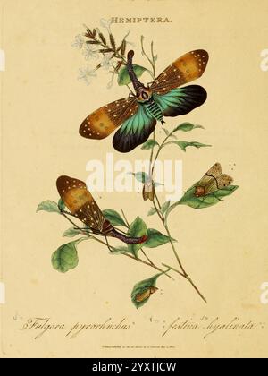 Une épitome de l'histoire naturelle des insectes de l'Inde, Londres, imprimé pour l'auteur par T. Bensley, Bolt court, Fleet Street, et vendu par Messrs, Rivingtons, Paul's Church Yard, White, Fleet Street, Faulder, Bond Street, et H. D. Symonds, Paternoster Row, 1800. Inde, insectes, arthropodes, papiers d'extrémité, reliure, papiers marbrés, reliure, Robin, papiers, reliure, arthropode, Une représentation magnifiquement illustrée de divers insectes appartenant à l'ordre des hémiptères. L'image montre deux papillons proéminents avec des motifs turquoise et orange vibrants perchés sur des feuilles vertes délicates, entourent Banque D'Images