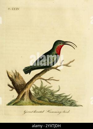 A general history of Birds, Winchester England, imprimé par Jacob et Johnson, pour l'auteur vendu à Londres par G. et W.B. Whittaker [et 3 autres], 1821-1828. Oiseaux, œuvres picturales, trochilus granatius, lamprolaima rhami, colibri bien illustré perché sur une branche élancée, mettant en valeur son plumage vert saisissant avec une gorge rouge vif. L'oiseau est représenté avec un bec allongé, parfaitement adapté pour se nourrir de nectar. Entourant la branche, un feuillage délicat ajoute une touche de beauté naturelle, soulignant l'élégance de cette espèce remarquable. L'étiquette l'identifie comme « GRE » Banque D'Images