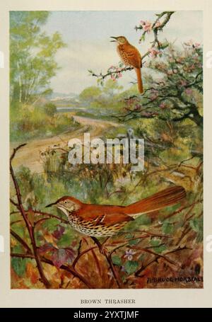 Oiseau, Biographies, New York, Dodd, Mead, 1923, oiseaux, Thrasher, Eastus, la scène représente un paysage serein avec un chemin de terre sinueux entouré de verdure luxuriante et d'arbres en fleurs. Au premier plan, un thrasher brun se tient bien en évidence au milieu du feuillage, mettant en valeur ses motifs de plumes complexes et sa coloration vibrante. Un deuxième thrasher brun perche gracieusement sur une branche au-dessus, sa tête tourna légèrement comme si elle observait son environnement. L'arrière-plan révèle des collines douces et un ciel clair, améliorant l'atmosphère tranquille, tandis que les fleurs délicates ajoutent une touche de printemps à l'environnement. Banque D'Images