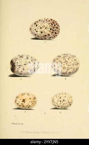 Beitrag zur Fauna Centralpolynesiens. Ornithologie der Viti-, Samoa- und Tonga-inseln Halle, H. W. Schmidt, 1867. Oiseaux, Polynésie, oeuf, excellent, sterne bridée, Onychoprion anaethetus, Procelsterna albivitta, noddy gris, l'illustration montre une série de cinq spécimens d'oeufs distincts, disposés dans un format vertical. Chaque œuf est caractérisé par une forme lisse et ovale et présente un motif unique de taches et d'ombrage, allant du clair au foncé. Les œufs sont numérotés de un à cinq, soulignant leurs différences de coloration et de conception. Le premier œuf est majoritairement blanc avec dispersion Banque D'Images