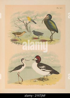 Les oiseaux d'Amérique du Nord New York, 1903. Oiseaux, Amérique du Nord, oeuvres picturales, Plegadis falcinellus, ibis brillant, Protonotaria citrea, Paruline du protonotaire, Laterallus jamaicensis, Râle noir, Coturnicops noveboracensis, râle jaune, Bucephala islandica, Barrow's goldeneye, Himantopus mexicanus, échasses à col noir, la scène met en valeur un éventail diversifié d'oiseaux sur un fond doux et naturel. Dans la section supérieure, un oiseau jaune vif se perche sur une branche, entouré de verdure subtile, tandis qu'un petit oiseau sombre est vu à proximité, peut-être à la recherche de nourriture. Ajouter à la composition est un di Banque D'Images