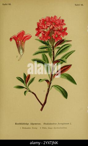 Die Giftpflanzen Deutschlands, Braunschweig, F. Vieweg, 1910, Allemagne, plantes vénénéneuses, l'illustration représente le Rhododendron ferrugineum, communément connu sous le nom de rose alpine à feuilles rouillées. Il présente des fleurs roses à rouges vibrantes avec cinq pétales et des étamines proéminentes, illustrées en détail sur le côté gauche. À droite, il y a une représentation de la branche de la plante, montrant des feuilles brillantes et allongées disposées alternativement le long de la tige. La composition met en valeur la beauté naturelle de la rose alpine, soulignant ses caractéristiques botaniques et ses détails floraux. Le serv. De présentation générale Banque D'Images