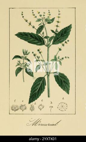 Album de la Flora me?dico-Farmace?utica e Industrial, indi?gena y exo?tica, Madrid, Impr. De la Galeria literaria, 1862-64, plantes médicinales, œuvres picturales, botanique, économique, une illustration présente une représentation détaillée d'une plante labellisée ''Mercurial', caractérisée par ses larges feuilles vertes et ses petites grappes de fleurs blanches et jaunes. L'illustration principale est accompagnée de plusieurs croquis botaniques plus petits montrant diverses parties de la plante, y compris les structures florales et les dessins de feuilles. Le label met l'accent sur l'exploration scientifique et la classification de cette espèce, mettant en évidence Banque D'Images