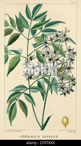 Flore pittoresque et médicale des Antilles v.1 Paris Pichard, 1821-1829, plantes, Antilles, jardin botanique de New York, Melia azedarach, Jean Theodore Descourtilz, Une illustration botanique détaillée représentant une branche de l'Azedarach bipinné, communément appelé chinaberry. La composition présente des grappes de délicates fleurs blanc crème disposées le long de la branche, chacune ornée de marques violettes foncées contrastées sur les pétales. Les feuilles sont composées, avec de multiples folioles qui présentent un aspect plumeux, contribuant à la silhouette gracieuse de la plante. À la base de th Banque D'Images