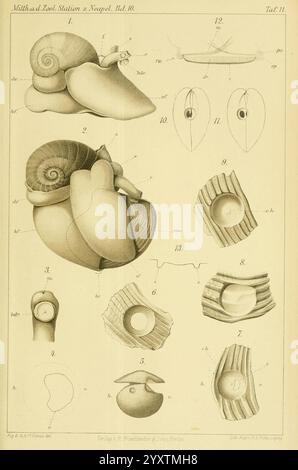 Mittheilungen aus der Zoologischen Station zu Neapel. Berlin, Friedlander , 1879-1921. Périodiques, Zoologie, Musée de Zoologie comparée, anatomie, invertébrés, Naticajosephina, Neveritajosephinia, Josephines Moon Snail., cette illustration présente une étude détaillée de divers types d'escargots et de leurs coquilles, mettant en évidence des structures anatomiques complexes. Les figures numérotées mettent en évidence des parties spécifiques des coquilles, y compris les motifs d'enroulement, les ouvertures et la forme générale des mollusques. Chaque figure est étiquetée avec des lettres et des chiffres pour référence, fournissant un guide clair de l'uniqu Banque D'Images