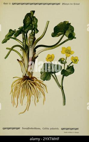 Pflanzen der Heimat Leipzig, quelle und Meyer, 1913, Allemagne, œuvres picturales, plantes, jardin botanique de New York, Caltha palustris, cette illustration présente la plante de souci des marais, scientifiquement connue sous le nom de Caltha palustris. Il met en valeur la structure distinctive de la plante, y compris ses larges feuilles vertes qui poussent au-dessus de l'eau, ainsi que ses fleurs jaunes proéminentes qui fleurissent en grappes. Les racines sont représentées en détail, illustrant leur aspect épais et charnu, qui ancre la plante dans les milieux humides. La composition globale met en évidence l'habitat naturel de la plante, soulignez Banque D'Images