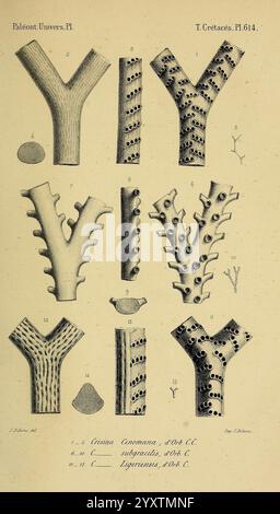 Paléontologie française Paris chez l'auteur 1840-1894 France Paléontologie Jurassique tertiaire Crétacé paléobotanique fossile mollusque de mer histoires fossiles d'oursin, l'illustration présente divers spécimens fossilisés, détaillant spécifiquement les différentes formes et structures des coquilles d'ammonite et des organismes marins apparentés du Crétacé. Les figures individuelles sont étiquetées avec des chiffres, soulignant des caractéristiques uniques telles que des ornements complexes, des motifs de suture et des sections transversales. Les annotations textuelles fournissent des classifications scientifiques, améliorant la compréhension du paleonto par le spectateur Banque D'Images