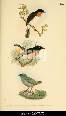 Beitrag zur fauna Centralpolynesiens. Ornithologie der Viti-, Samoa- und Tonga-inseln Halle, H. W. Schmidt, 1867, oiseaux, Polynésie, monarcha castaneiventris, myiagra albiventris, mouche samoane, erythrura cyanovirens, l'illustration présente quatre espèces d'oiseaux distinctes, chacune rendue artistiquement dans un style détaillé. Au sommet, un oiseau au plumage noir et orange saisissant se perche sur une branche feuillue, mettant en valeur sa gorge et sa poitrine vibrantes. En dessous, un oiseau similaire est représenté avec une coloration plus discrète, présentant un mélange de teintes sombres et claires qui se marient harmonieusement avec son surroun Banque D'Images