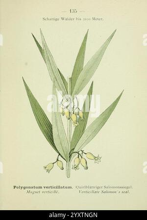Alpen-Flora, Heidelberg, C. Winter, 1906, Alpes, plantes de montagne, œuvres picturales, Verticillate, sceau de Salomon, Fleur, L'illustration montre une étude botanique du Polygonatum verticillatum, communément appelé phoque de Salomon. La plante présente des feuilles allongées en forme de lance qui arquent gracieusement vers le haut. Suspendues aux tiges sont de petites fleurs jaune pâle, chaque cloche en forme de cloche et délicatement disposées le long de la tige. L'étiquetage détaillé en bas fournit le nom scientifique, ainsi que des noms alternatifs dans différentes langues. La composition globale souligne l'élégance Banque D'Images