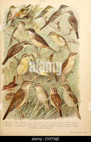 Atlante ornitologico, 1902, oiseaux, Europe, Une collection de diverses espèces d'oiseaux est représentée, mettant en valeur leurs particularités et leur plumage. L'illustration étiquette chaque oiseau avec les numéros correspondants pour l'identification. Parmi eux, un éventail varié de couleurs et de motifs peut être observé, y compris des bruns subtils, des jaunes vibrants et des gris délicats. Les oiseaux sont disposés dans un cadre naturel, entouré de verdure douce, ce qui améliore le sens de leur habitat. Cette œuvre met en valeur la beauté et la diversité de la vie aviaire, ce qui en fait une ressource précieuse pour les amateurs d'oiseaux et les amoureux de la nature Banque D'Images