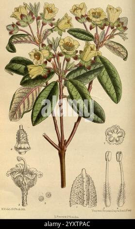 Curtis's Botanical magazine Londres, New York etc. illustration botanique, botanique, périodiques, œuvres picturales, plantes ornementales, Curtis, Matilda Smith, David Prain, femmes en science, rhododendron brachyanthum, rhododendron, azalée, Une illustration botanique mettant en valeur une plante à fleurs caractérisée par ses délicates fleurs jaunes et ses larges feuilles vertes texturées. Autour de la représentation principale se trouvent des illustrations détaillées des structures florales de la plante, y compris un gros plan des parties reproductrices de la fleur et une vue latérale de la gousse de graines. Les détails complexes mettent en évidence les caractéristiques du p Banque D'Images