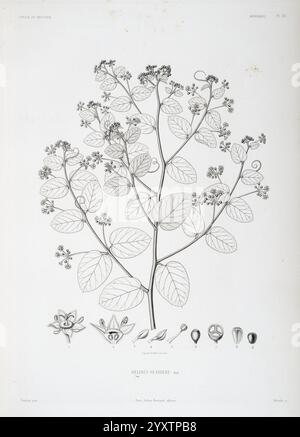 Tentamen, florae, Abyssinicae, Parisiis, Arthus, Bertrand, 1847-1851, illustration botanique de l'espèce végétale Helinus sp. deris. La représentation détaillée présente une branche ornée de nombreuses petites fleurs et de feuilles allongées. À côté de la branche principale, différentes étapes des structures reproductrices de la plante sont illustrées, y compris les formes florales et les gousses de graines. Chaque composant est méticuleusement rendu, mettant en évidence les caractéristiques complexes et les textures des feuilles et des fleurs, fournissant une vue complète des caractéristiques botaniques de cette espèce. Banque D'Images