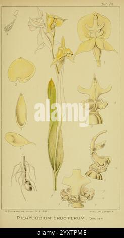Icones orchidearum austro-africanarum extra-tropicarum, Londres, W. Wesley, 1896-1913, orchidacées, œuvres picturales, Afrique du Sud, Harry Bolus, Pterygodium cruciferum., cette illustration présente le Pterygodium cruciferum, mettant en valeur une représentation détaillée de la fleur avec ses différentes structures morphologiques. La disposition comprend des sections étiquetées qui mettent en évidence les parties clés de la plante, telles que les pétales, les organes reproducteurs et le système racinaire. Chaque élément est méticuleusement rendu pour souligner les caractéristiques botaniques, avec des annotations fournissant des noms scientifiques et des descriptions. L'ensemble Banque D'Images