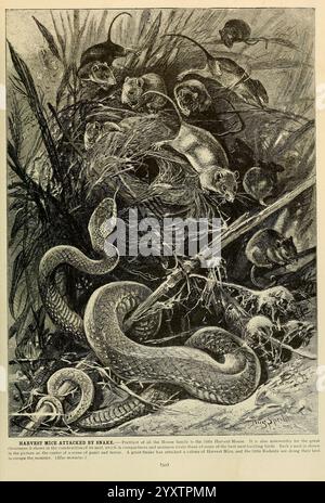 Brehm's Life of Animals, volume 1, Mammalia, Chicago, Marquis, 1895, comportement animal mammifères, souris, serpent, Micromys minutus, souris de récolte eurasienne, taxonomie : suborde R= Serpentes, journée mondiale du serpent, dans une scène dramatique, un grand serpent est représenté dans une confrontation tendue avec un groupe de souris surpris. Le serpent, enroulé et fixé, semble prêt à frapper, tandis que les souris se dispersent dans une réponse chaotique mais instinctive à la menace imminente. Autour d'eux sont denses sous-broussailles et feuillages, ajoutant à l'intensité du moment. L'interaction entre prédateur et proie capture un moment brut de survi Banque D'Images