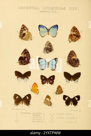 Rhopalocera, Exotica, Londres, Gurney, Jackson, 1887-1902, papillons, papillon, Horace Knight, Une collection de papillons magnifiquement illustrés classés dans la catégorie ''Oriental Lycaenidae XXV''. L'exposition présente diverses espèces, mettant en valeur leurs motifs d'ailes complexes et leurs couleurs vibrantes. Chaque papillon est numéroté et étiqueté avec son nom scientifique, fournissant une référence claire pour l'identification. L'arrangement met en évidence la diversité au sein de cette famille, avec des formes distinctes et des variations de couleur parmi les spécimens, reflétant leur beauté naturelle et l'art de l'illust botanique Banque D'Images