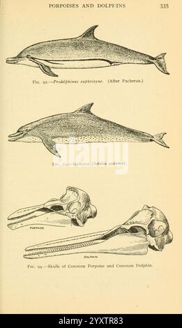 Field book of Giant Fishes, New York, G. P. 1949, Whales, Woodshole, poissons, Phocoena phocoena, Delphinus delphis, Stenella coeruleoalba, Sotalia guianensis, L'illustration présente diverses espèces de dauphins et de marsouins. La section supérieure présente une représentation détaillée de l'espèce Prodelphinus euphrosyne, souvent connue sous le nom de dauphin commun à bec court, mettant en évidence son corps profilé et ses caractéristiques. En dessous, Gadamus (Sotalia guianensis), communément appelé le dauphin de Guyane, est illustré avec des détails anatomiques notables, soulignant sa morphologie unique. Le lowe Banque D'Images