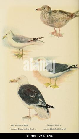 Oiseaux britanniques dans leurs repaires . Londres, Dutton [1922]. Grande-Bretagne, oiseaux, Larus fuscus, Larus marinus, Larus canus, Goéland à dos noir, Larus hyperboreus, Goéland à dos noir plus petit, Goéland mou, Goéland glauque, L'illustration montre quatre espèces différentes de goélands, chacune affichée dans une pose distincte. En haut à gauche se trouve une représentation d'une mouette glauceuse, caractérisée par sa plus grande taille et son plumage pâle. Le coin supérieur droit capture un mouette à dos noir plus petit, connu pour sa couleur d'aile plus foncée et ses nuances subtiles. En bas à gauche, on peut voir la mouette commune, qui se distingue par sa tête arrondie et Li Banque D'Images