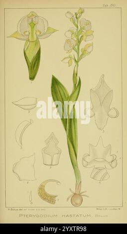 Icones orchidearum austro-africanarum extra-tropicarum, Londres, W. Wesley, 1896-1913, orchidacées, œuvres picturales, Southafrica, harrybolus, pterygodiumhastatum, Une illustration botanique mettant en vedette la plante Pteryodium hastatum, mettant en valeur ses détails délicats et complexes. Le spécimen de plante principal est représenté avec sa tige mince et ses fleurs élégantes, caractérisées par des formes et des motifs uniques. Autour de l'image centrale se trouvent plusieurs dessins étiquetés qui mettent en évidence les différents composants de la fleur, y compris différentes vues des fleurs et des éléments structurels. L'illustration serv Banque D'Images