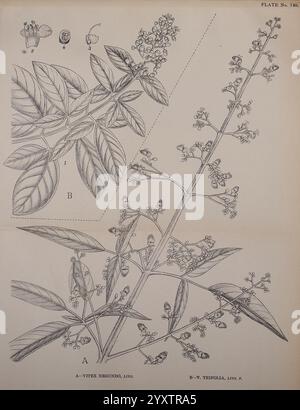 Plantes médicinales indiennes Bahadurganj, Inde Sudhindra Nath Basu Pâninî bureau 1918 botanique botanique, plantes médicinales Inde tiges feuilles fleurs, l'illustration présente deux espèces distinctes du genre Vitex. Sur la gauche, étiquetée comme A, se trouve **Vitex negundo**, une plante connue pour ses feuilles palmates et son amas de petites fleurs violettes. Des détails complexes mettent en valeur sa structure foliaire et son arrangement floral, soulignant les caractéristiques de cette espèce. Banque D'Images