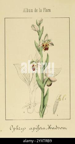 Album de la Flora me?dico-Farmace?utica e? Industrial, indi?gena y exo?tica, Madrid, Impr. De la Galeria literaria, 1862-64, plantes médicinales, œuvres picturales, botanique, Economique, Une illustration botanique représentant l'orchidée Ophrys apifera, communément connue sous le nom d'orchidée d'abeille. Le dessin présente une tige haute présentant de multiples fleurs, caractérisée par des marques uniques qui ressemblent à une abeille, ce qui aide à attirer les pollinisateurs. De délicates feuilles vertes émergent de la base, complétant les détails complexes des fleurs. Les lignes élégantes et les couleurs douces soulignent la beauté naturelle et les complexi Banque D'Images