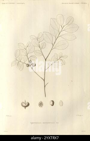 Voyage de la corvette l'Astrolabe Paris, J. Tastu, 1830-1834., illustration botanique montrant une branche d'une plante avec des feuilles allongées et des grappes de fruits. L’illustration comprend des représentations détaillées des fleurs et des fruits de la plante le long du fond, soulignant leurs formes uniques. Les étiquettes indiquent le nom scientifique « Trichilia monogynia », reflétant sa classification. Cette œuvre sert à la fois un but éducatif et esthétique, capturant les détails complexes et la beauté naturelle de l'espèce. Banque D'Images