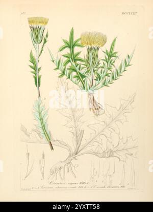 Icones florae Germanicae et Helveticae, simul Pedemontanae, Tirolensis, Istriacae, Dalmaticae, Austriacae, Hungaricae, Transylvanicae, Moravicae, Borussicae, Holsaticae, Belgicae, Hollandicae, ergo Mediae Europae, Lipsiae, F. Hofmeister 1834-1912. [v. 1, 1850], Europe, œuvres picturales, plantes, arthropode, l'illustration présente une étude botanique du Cirsium vulgare, communément appelé chardon-lance. Il met en valeur à la fois les parties fleuries et feuillues de la plante, mettant en évidence ses fleurs jaunes caractéristiques qui émergent sur de longues tiges minces. Le rendu détaillé inclut l'arrang Banque D'Images