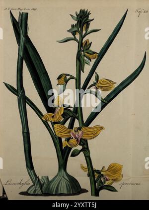 Fortsetzung des Allgemeinen Teutschen Garten-Magazins Weimar Im Verlage des Landes-industrie-comptoirs 1815-1824 jardinage Allemagne les périodiques horticoles fleurissent, l'œuvre présente une illustration botanique détaillée mettant en valeur la plante *Ludwigia peciolaris*. La composition met en valeur les feuilles vertes luxuriantes et les fleurs jaunes vibrantes, chaque pétale délicatement rendu pour souligner sa forme et sa texture uniques. La disposition des feuilles présente un motif de croissance verticale frappant, tandis que les fleurs émergent en évidence, captant l'attention du spectateur. L'artiste est méticuleux à Banque D'Images