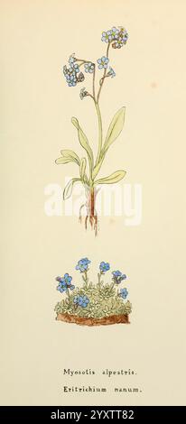 Fleurs de l'Engadine, Winchester, imprimé pour l'auteur par Warren et son, 1891, Engadine, fleurs, oeuvres picturales, plantes, Suisse, L'illustration montre la plante Myosotis alpestris, communément appelée l'oubli alpin, représentée avec de délicates fleurs bleues sur des tiges vertes minces. La section supérieure présente une plante individuelle avec un système racinaire visible et des feuilles allongées, soulignant sa structure de croissance. Ci-dessous, un groupe de ces fleurs bleu vif est présenté, mettant en évidence la coloration vibrante de la plante et son habitat naturel dans les régions alpines. Le nom scientifique, er Banque D'Images