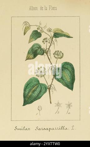 Album de la flore médico-farmacéutica e Industrial, Indígena y exótica, Madrid, Impr. De la Galeria literaria, 1862-64, plantes médicinales, œuvres picturales, botanique, Economique, Une illustration botanique mettant en valeur la plante Smilax sarsaparilla L. L'œuvre d'art présente une représentation détaillée de la tige, des feuilles et des fleurs de la plante, avec un feuillage vert luxuriant et des fleurs blanches disposées en grappes. L'illustration est accompagnée de notations scientifiques et de petites esquisses qui fournissent un aperçu supplémentaire de ses caractéristiques. La présentation générale souligne la beauté naturelle de la plante et met en valeur sa Banque D'Images